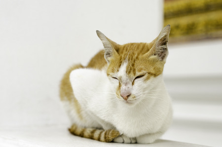 Yellow cat in Thai temple  It s look cuteの写真素材