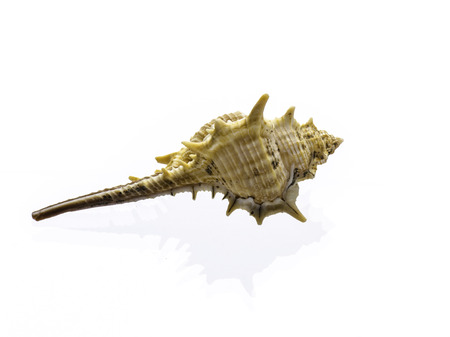 shell isolated on white backgroundの写真素材