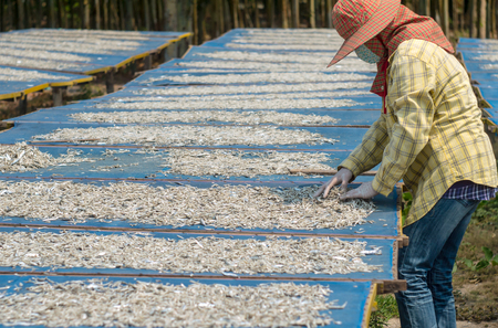 The woman is drying the anchovies with salt under the sun and prepare for food preservationの写真素材