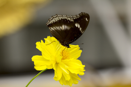 Great Eggfly (Hypolimnas Bolinaon) butterfly on yellow flowerの写真素材