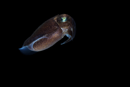 Cuttlefish or cuttles are marine animals of the order Sepiida with black isolated background.