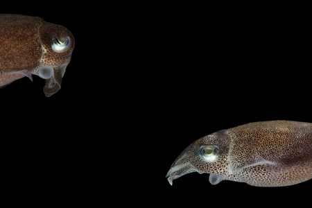 Cuttlefish or cuttles are marine animals of the order Sepiida with black isolated background.の写真素材