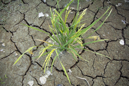 rice field  in Phetchaburi Thailandの写真素材
