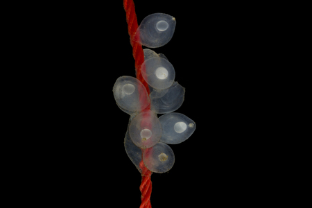 Eggs of cuttle fish in salt water, Thailand
