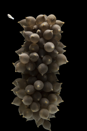 Eggs of cuttle fish in salt water, Thailand