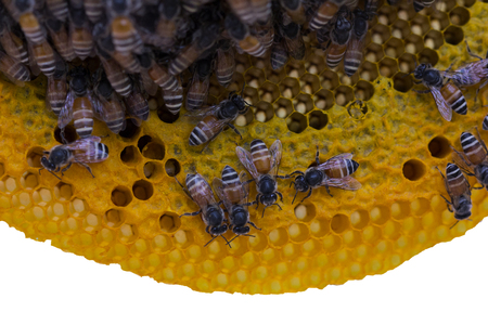 Closeup view of the working bees on honeycomb, Honey cells pattern isolated on white background.の写真素材