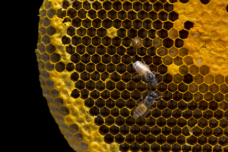 Closeup view of the working bees on honeycomb, Honey cells pattern isolated on black background.