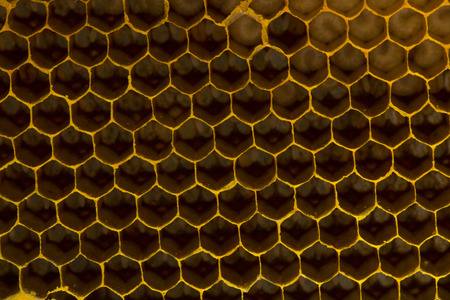 Closeup view of the working bees on honeycomb, Honey cells pattern, BeekeepingHoneycomb texture.