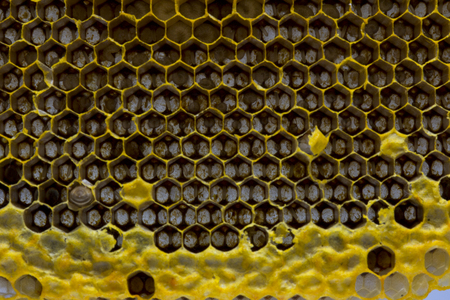 Closeup view of the working bees on honeycomb, Honey cells pattern, BeekeepingHoneycomb texture.