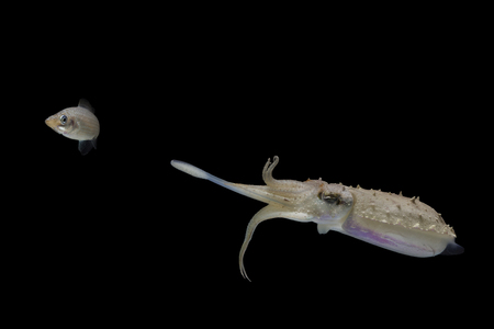 Cuttlefish eating fish with black isolated background