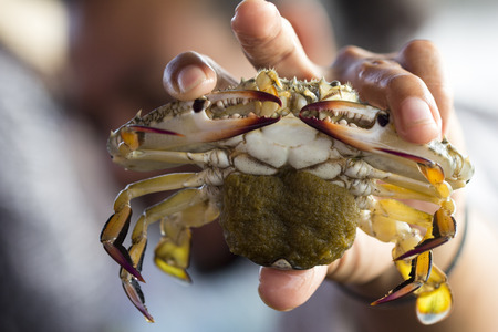 Close up of Blue crab, Blue swimmer crab (Portunus pelagicus) with black crab eggsの写真素材