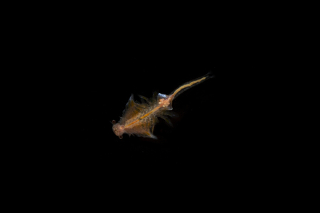 Brine shrimp or Artemia isolated on black background