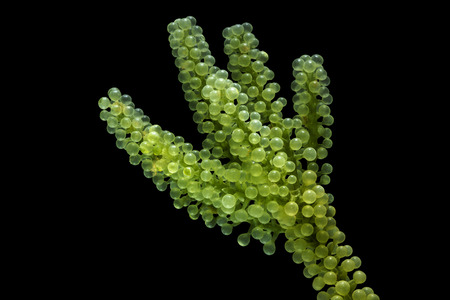 Caulerpa lentillifera, Sea Grapes, Green Caviar isolated on black background, Thailand.の写真素材
