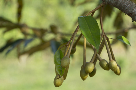 Close up durian flowers in durian tree, Durian's flower in nature, Beautiful durian flowers from Thailand.の写真素材