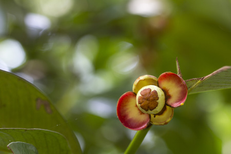 Young Mangosteen fruit on the tree in the garden. Close up of mangosteen in a tree in Thailand...