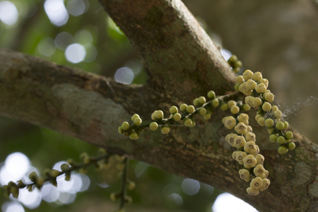 Focus on organic langsat or lanzones flower tree in garden. Close up of langsat or lanzones flower in a tree in Thailand garden. Tropical fruit many found in South East Asia .の写真素材