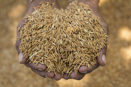 Paddy rice in the hands of the farmer, Close up rice seeds in farmer hand on Paddy background, Thailand.の写真素材