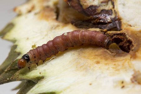 Close up of worm on durian fruits isolated on white background. Durian seedの写真素材