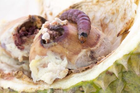 Close up of worm on durian fruits, Durian seed.