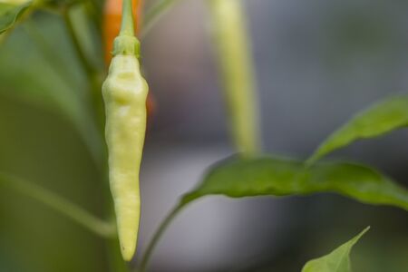 Sweet Peppers, Fresh Banana Peppers growing in garden, Thailand.