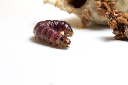 Close up of worm (Mudaria luteileprosa Holloway) on durian fruits isolated on white background....