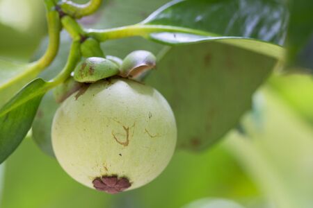 Mangosteen fruit (Garcinia mangostana) on tree in Thailand garden. The mangosteen fruit is the queen...