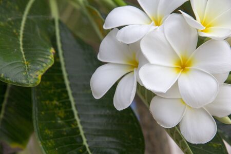 Close Up of White Plumaria flower or Desert Rose flower and Green Leaves on the natural tree, Thailand.の写真素材