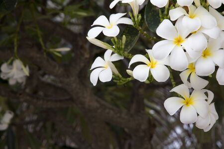 Close Up of White Plumaria flower or Desert Rose flower and Green Leaves on the natural tree, Thailand.の写真素材