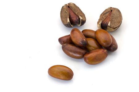 Elateriospermum tapos Blume (Family: Euphorbiaceae) isolated on white background, Thailand.の写真素材