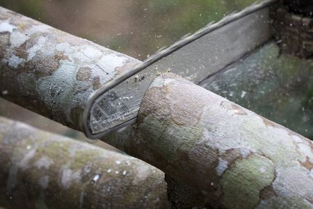 Close up of professional chain saw cuts woods, Chainsaw sawn a timber.の写真素材