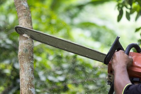 Close up of professional chain saw cuts woods, Chainsaw sawn a timber.の写真素材