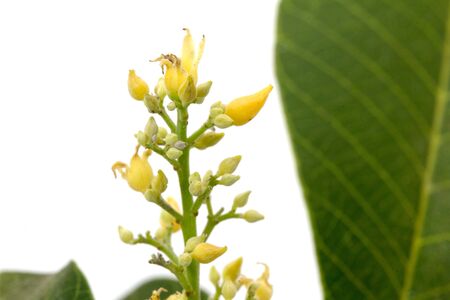 Rubber flowers (Hevea brasiliensis) and green leaves isolated on white background, Thailand.の写真素材