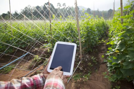 Farmer using digital tablet computer in cultivated cucumber crops field, modern technology...