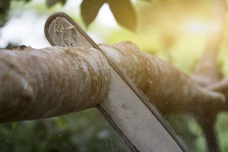 Close up of professional chain saw cuts woods, Chainsaw sawn a timber.