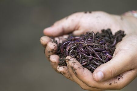 Farmer hands holding Fertile soil and earthworms or nightcrawler. earthworm digestive processes turn organic matter into good quality natural fertilizer for agriculture and live bait for fishingの写真素材