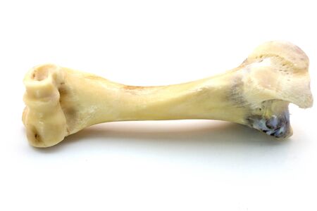 Femur bone of cow's legs that are aged or old isolated on a white background, bone of an animal are the remains of animals body or parts of dead wildlife to study anatomy or orthopedicsの写真素材