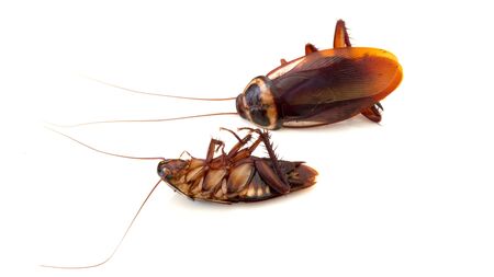 Dead cockroach isolated on white background, Concept the problem in the house because of cockroaches...