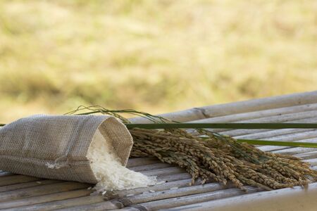 Organic white rice (Thai Jasmine rice) in a burlap sack bag and paddy rice with the wood background, Raw grain rice flew agriculture plant in nature, Healthy food, Ready to harvestの写真素材