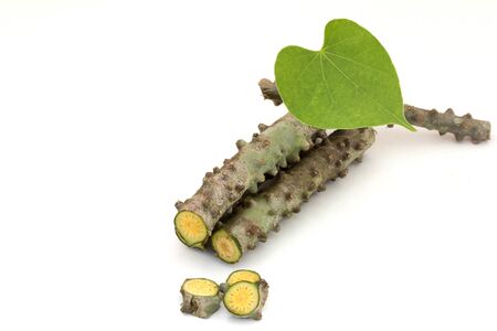 Fresh chopped Tinospora cordifolia herb or T. crispa (Heart-leaved moonseed) with green leaf isolated on white background. Medicinal properties help treat diseases and Alternative Medicine Herbalの写真素材