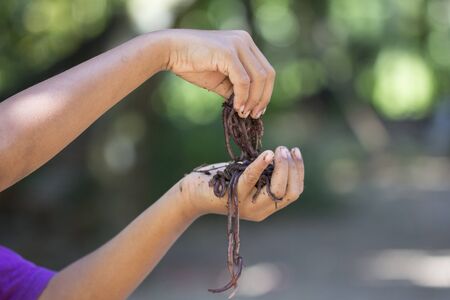 Child hands holding Fertile soil and earthworms or nightcrawler, earthworm digestive processes turn...