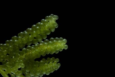 Seagrapes or green caviar, seaweed (Caulerpa sp., green algae) isolated on black background, This algae powerful natural food source that is rich in protein, vitamins, and fatty acids. Healthy seafoodの写真素材