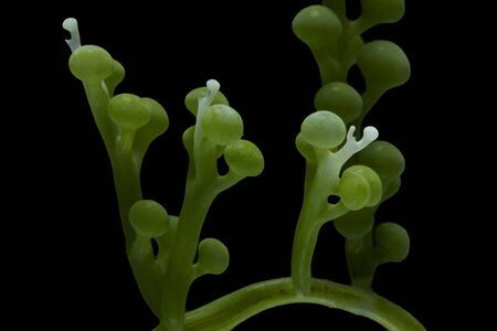 Seagrapes or green caviar, seaweed (Caulerpa sp., green algae) isolated on black background, This algae powerful natural food source that is rich in protein, vitamins, and fatty acids. Healthy seafoodの写真素材