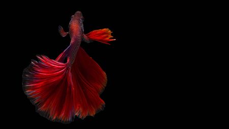 Beautiful red betta fish (half-moon long-tail or Fullmoon betta ) isolated on black background, popular aquarium fish, Siamese fighting fish spreading fin and tail, Thai aquatic national animalsの写真素材