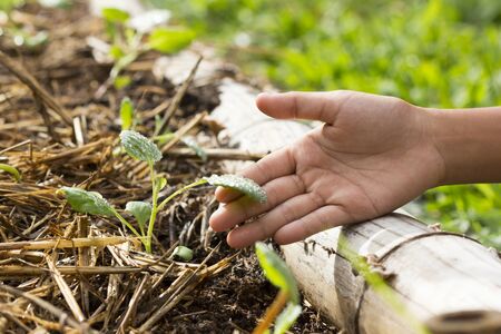 hand of the Kids was carrying a bag of potting seedlings or young plant to be planted into the soil on nature background, Earth Day save the environment or World mental health day concept, careの写真素材