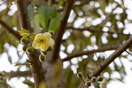 King of fruits, Close up durian flowers blooming from the branched of durian tree in the garden, Durians are the king of fruits and can be grown in the right tropical of Asian fruit, copy spaceの写真素材