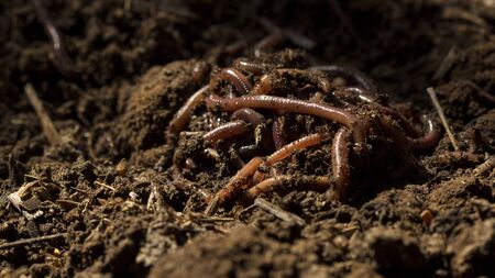 Earthworms or nightcrawler in fertile soil from farm, Fertile soil earthworm digestive processes...