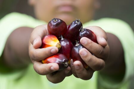 Red palm oil seeds on Child's hands with morning sunlight, Organic palm oil can be processed for the...