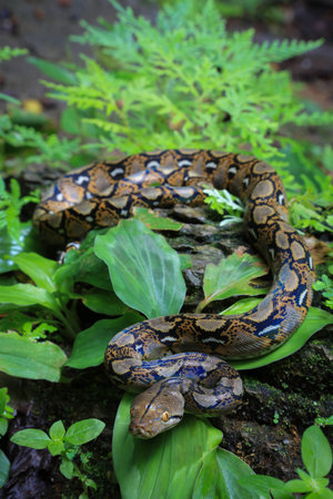 boa or python snake pattern Closeup skin from alive body in Thailandの写真素材