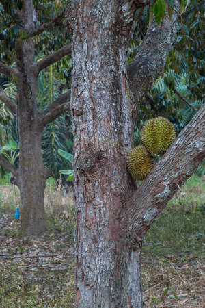 durian or Durio zibethinus that looks bad outside with the delicious content insideの写真素材