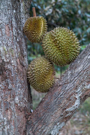 durian or Durio zibethinus that looks bad outside with the delicious content insideの写真素材